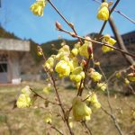 button-only@2x フローリング工事、無事終了！