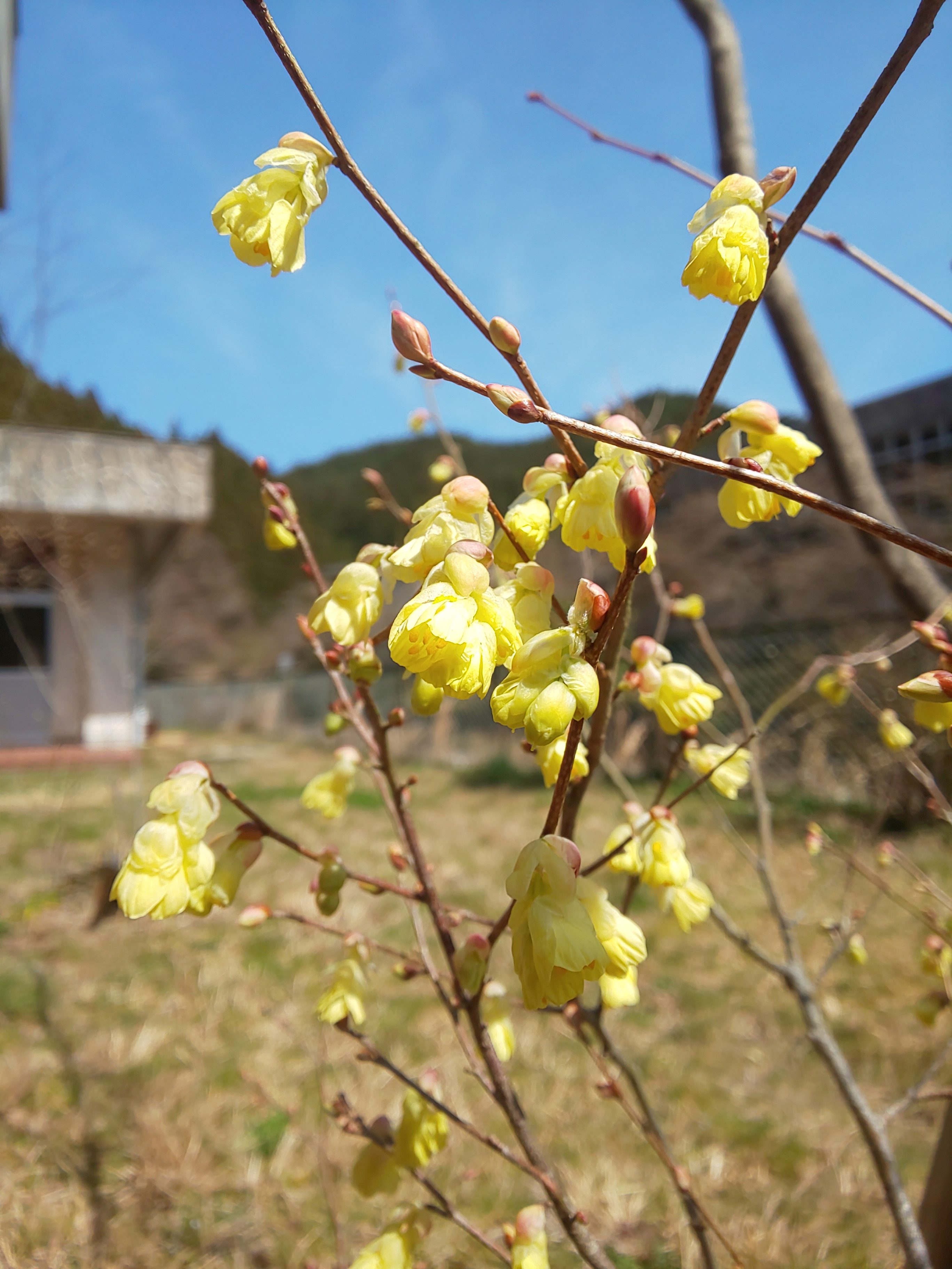 DSC_2965-e1585199596969 春の訪れ「ヒュウガミズキ」の花が咲きはじめました