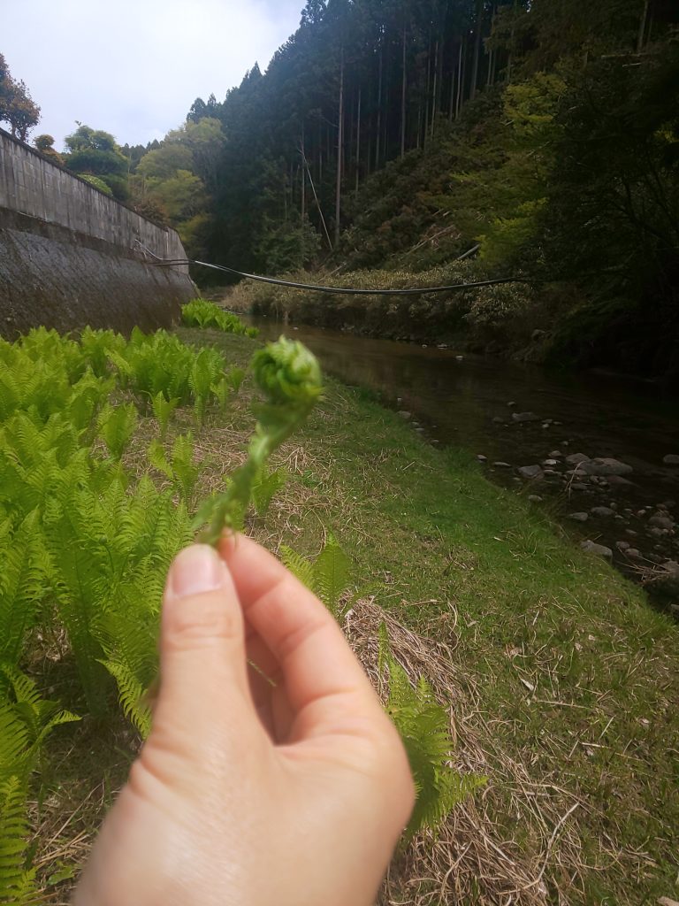 -e1619595226620-768x1024 草引き＆山菜採りしました！伊賀市・名張市